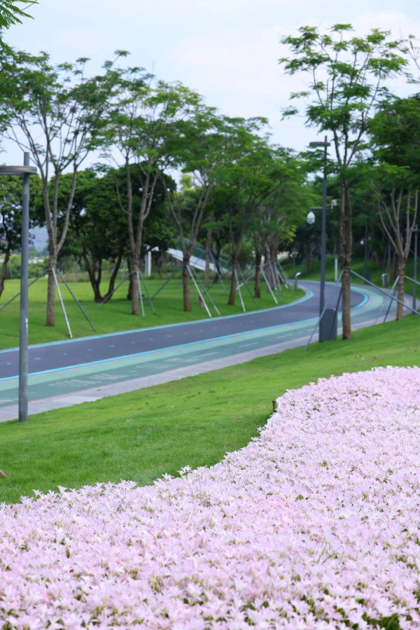 深圳光明區公園雨後限定風雨蘭花海 超夢幻粉紅隱藏秘境！附矮花打卡技巧 