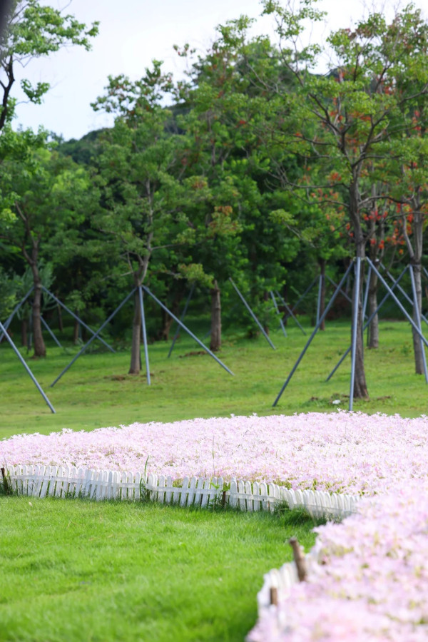 深圳光明區公園雨後限定風雨蘭花海 超夢幻粉紅隱藏秘境！附矮花打卡技巧 