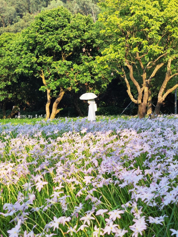 深圳光明區公園雨後限定風雨蘭花海 超夢幻粉紅隱藏秘境！附矮花打卡技巧 