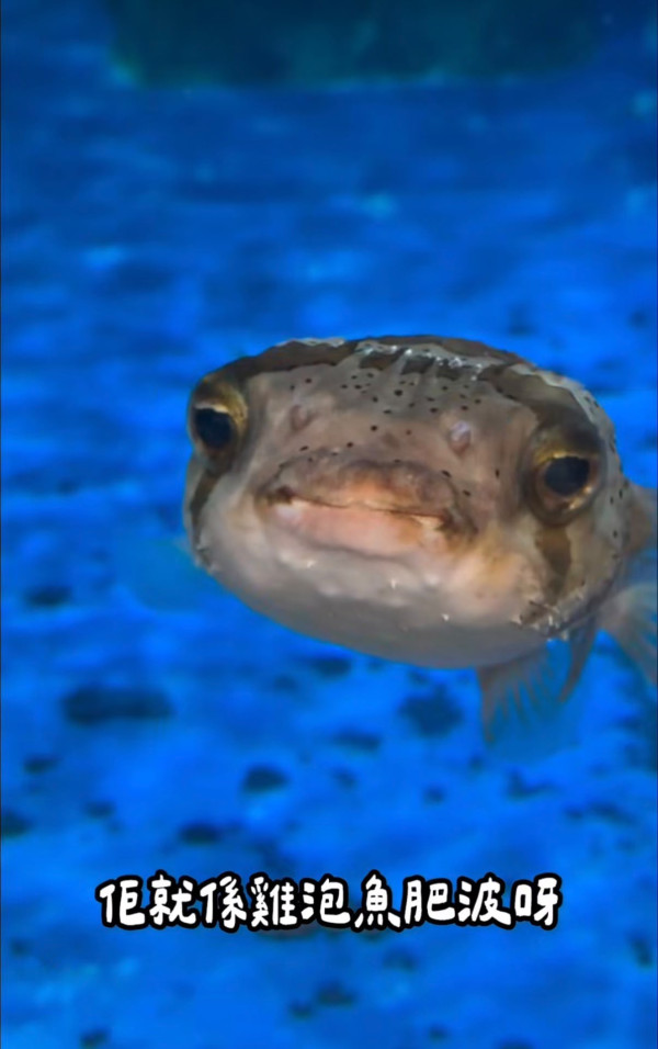 海洋公園水族館$600露營過夜！港媽激讚隱藏體驗與魚同眠 附報名詳情