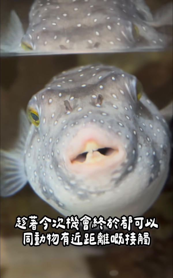 海洋公園水族館$600露營過夜！港媽激讚隱藏體驗與魚同眠 附報名詳情