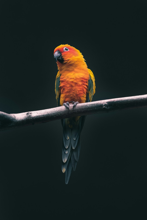 寵物保險計劃（來源：Unsplash）