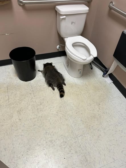 照片來源：Facebook@Hanover County Animal Protection and Shelter