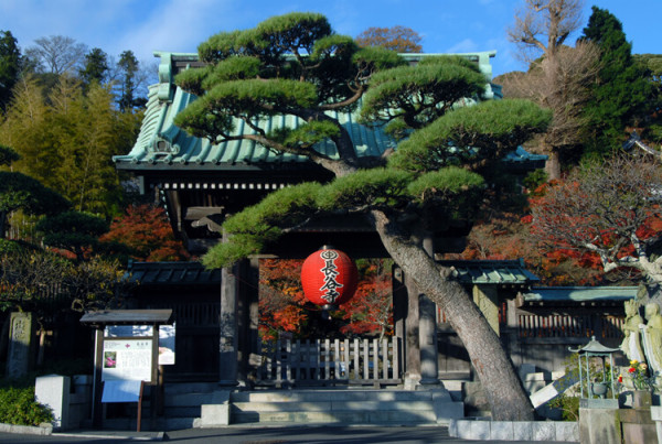HASEDERA HASEDERA