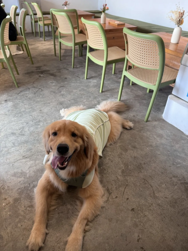 圖片來源:大眾點評 深圳大鵬新開海邊日落Cafe!無敵原木大窗、坐擁「橘子海」美景 附地址交通