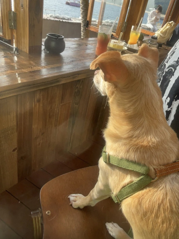 圖片來源:大眾點評 深圳大鵬新開海邊日落Cafe!無敵原木大窗、坐擁「橘子海」美景 附地址交通