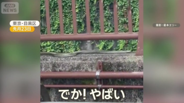 圖片來源：ANN NEWS
