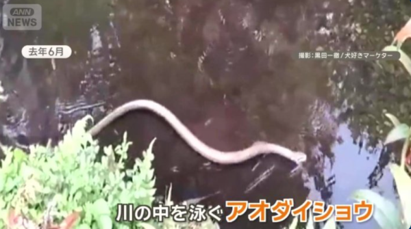 圖片來源：ANN NEWS