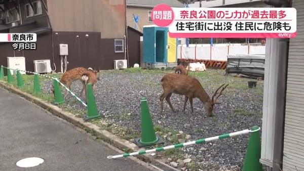 圖片來源:日テレNEWS NNN 圖片來源:日テレNEWS NNN