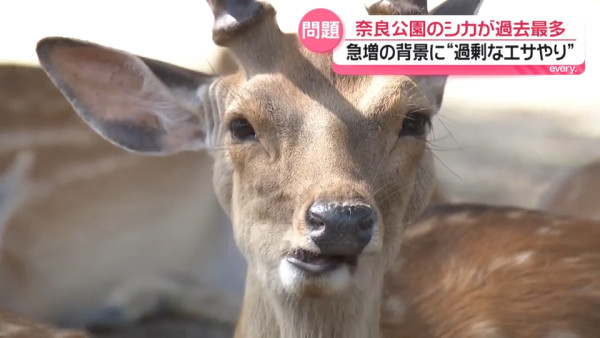 圖片來源:日テレNEWS NNN 圖片來源:日テレNEWS NNN