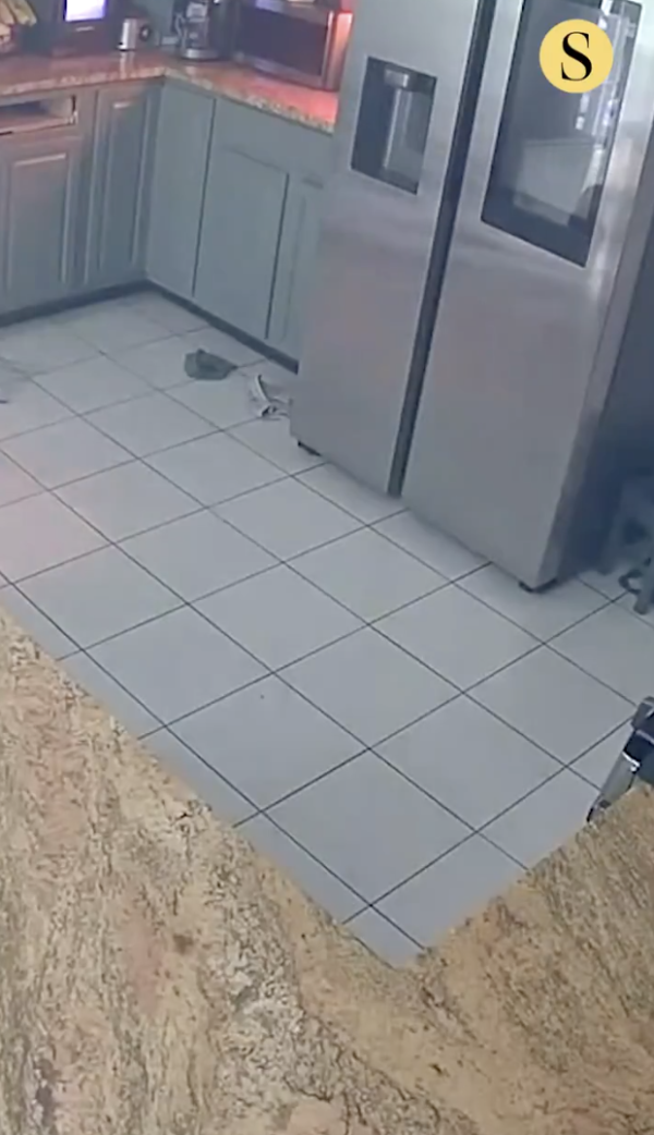 全港貓狗主人注意！狗仔1意外動作釀大火 數分鐘內燒屋奪3性命 消防警告：每年近千宗火警由寵物引起