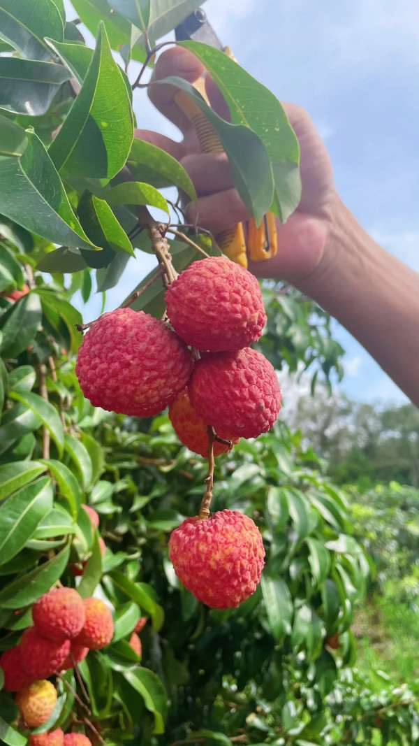 荔枝品種｜夏日必食13款荔枝品種大盤點！ 一文睇清桂味/妃子笑/無核荔枝特色 附4大揀選貼士及食用禁忌