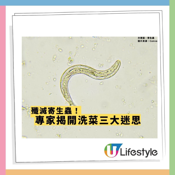 寄生蟲爆發!快餐生菜惹禍近7000人中招 專家:包裝沙律菜感染風險更高