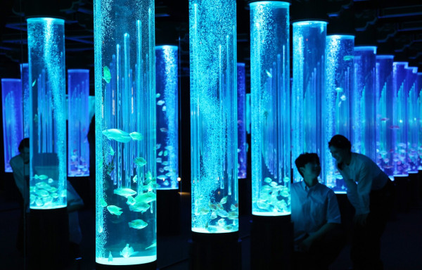 圖片來源:투데이N 韓國首爾樂天世界水族館全新「Aqua Gallery 水光花園」開幕!光影水族展區+5大夢幻打卡位 附限量門票優惠