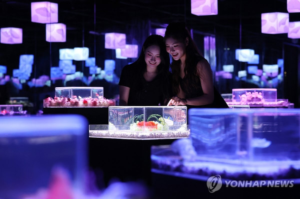 圖片來源:연합뉴스 韓國首爾樂天世界水族館全新「Aqua Gallery 水光花園」開幕!光影水族展區+5大夢幻打卡位 附限量門票優惠