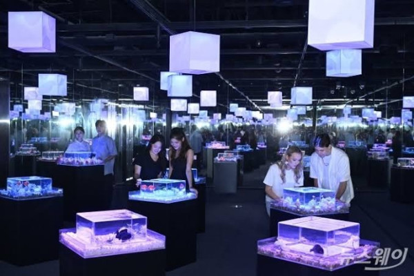 圖片來源:뉴스웨이 韓國首爾樂天世界水族館全新「Aqua Gallery 水光花園」開幕!光影水族展區+5大夢幻打卡位 附限量門票優惠