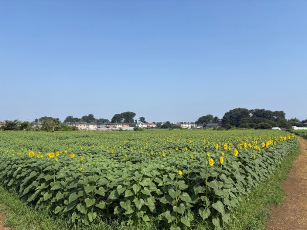 圖片來源:清瀬市官網 關東向日葵景點|東京近郊8大向日葵花海推介!100萬株金黃花海、打卡日本最大級八重向日葵