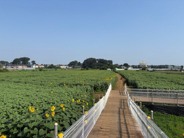 圖片來源:清瀬市官網 關東向日葵景點|東京近郊8大向日葵花海推介!100萬株金黃花海、打卡日本最大級八重向日葵
