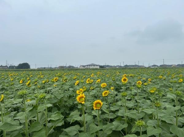 圖片來源:野木町官網 關東向日葵景點|東京近郊8大向日葵花海推介!100萬株金黃花海、打卡日本最大級八重向日葵