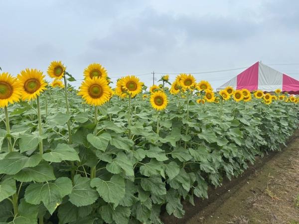 圖片來源:野木町官網 關東向日葵景點|東京近郊8大向日葵花海推介!100萬株金黃花海、打卡日本最大級八重向日葵