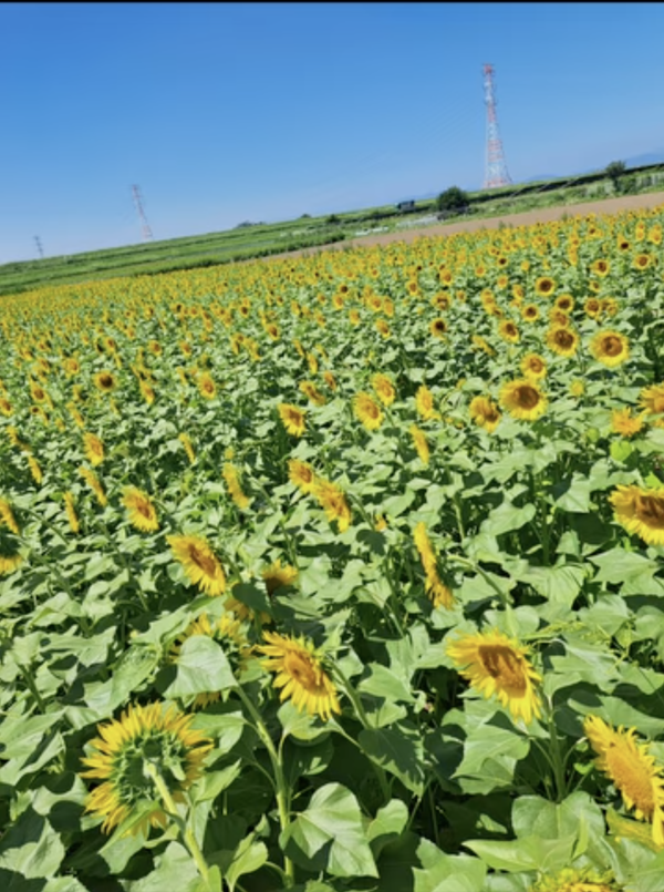圖片來源:Instagram@endo_farm 關東向日葵景點|東京近郊8大向日葵花海推介!100萬株金黃花海、打卡日本最大級八重向日葵