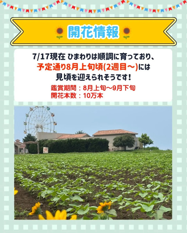 圖片來源:soleil park官網 關東向日葵景點|東京近郊8大向日葵花海推介!100萬株金黃花海、打卡日本最大級八重向日葵