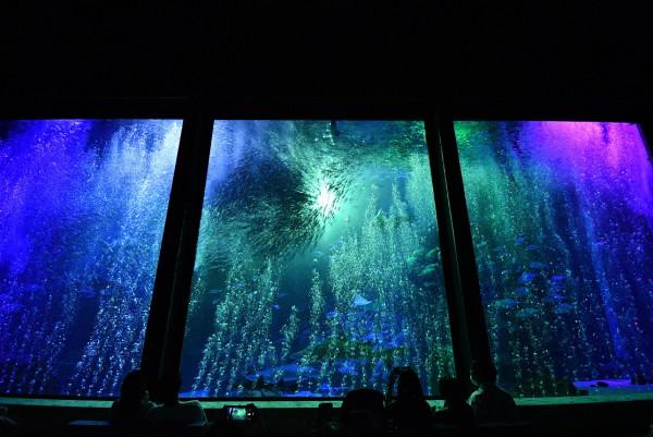 marine-world.jp marine-world.jp