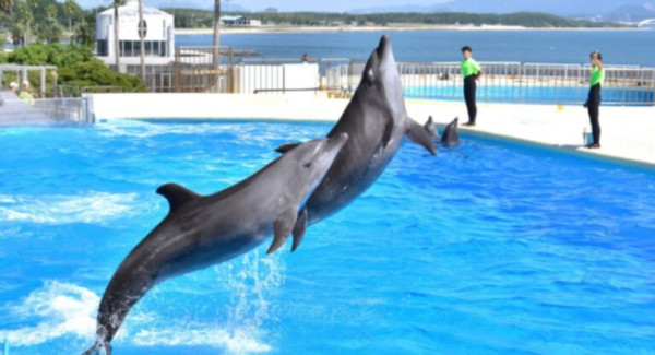 marine-world.jp marine-world.jp