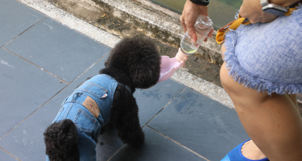 香港寵物友善商場（圖片來源︰HKET）