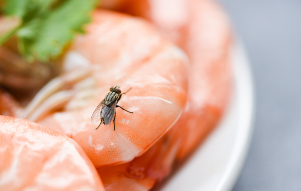 食飯有烏蠅飛落碟餸仲可以食？日專家指「停留幾秒無事」加碼教3招根絕家居飛蟲