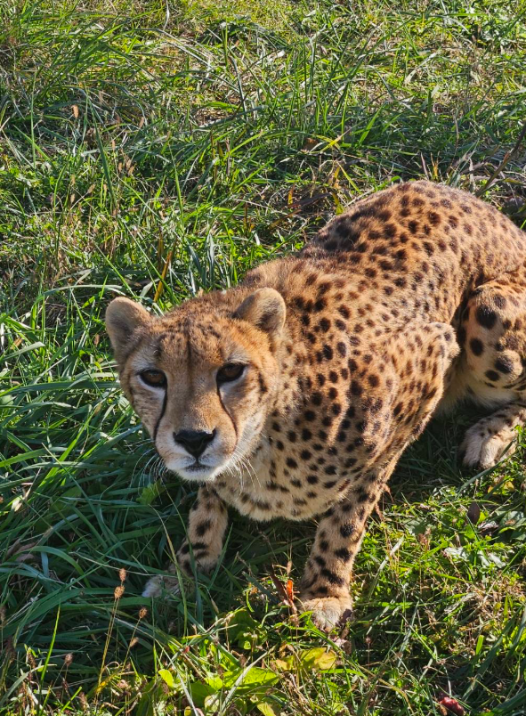 IG@africansafari_lion