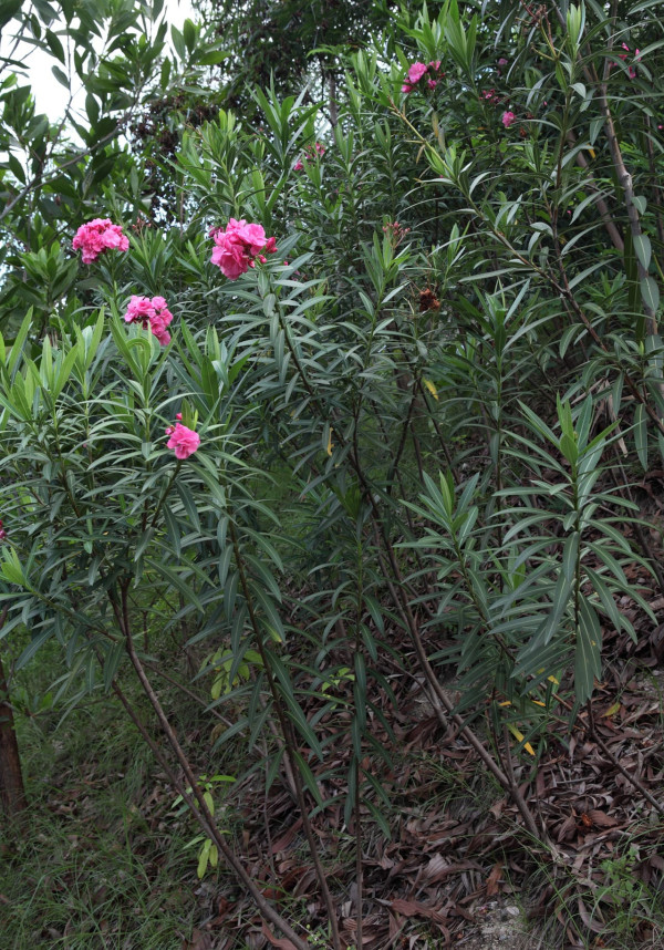 香港街邊野花野草切勿採摘！將軍澳大媽瘋採毒豆莢引恐慌 盤點市區4大劇毒植物