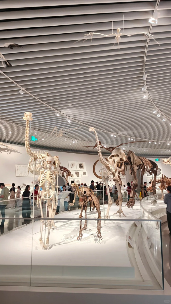 深圳新好去處!華南最大深圳自然博物館開幕 8大展廳震撼恐龍化石 附交通攻略+票價