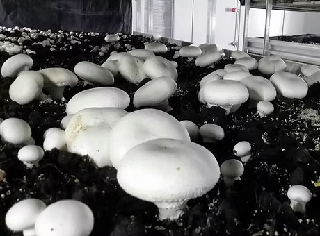 本地養殖場招聘蘑菇採摘員！月薪可達$20,000！冷氣房工作 負責照顧及採摘有機蘑菇