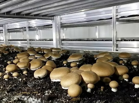 本地養殖場招聘蘑菇採摘員！月薪可達$20,000！冷氣房工作 負責照顧及採摘有機蘑菇