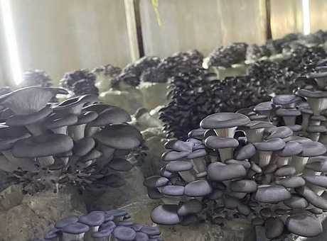 本地養殖場招聘蘑菇採摘員！月薪可達$20,000！冷氣房工作 負責照顧及採摘有機蘑菇