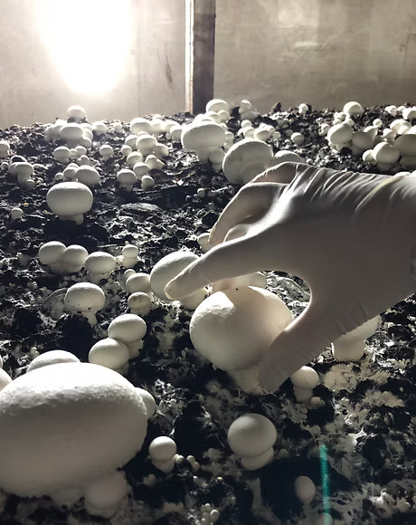 本地養殖場招聘蘑菇採摘員！月薪可達$20,000！冷氣房工作 負責照顧及採摘有機蘑菇