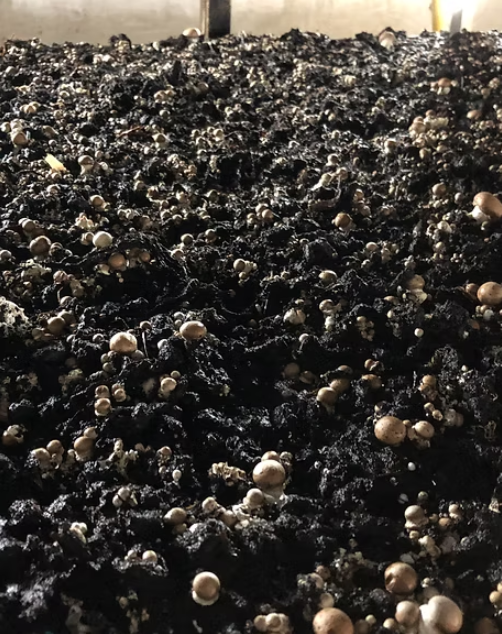 本地養殖場招聘蘑菇採摘員！月薪可達$20,000！冷氣房工作 負責照顧及採摘有機蘑菇