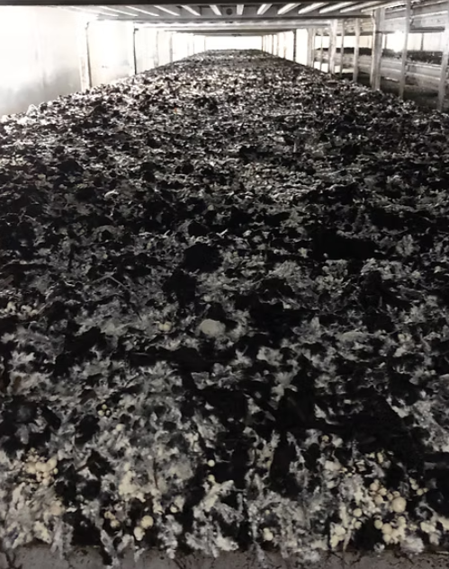 本地養殖場招聘蘑菇採摘員！月薪可達$20,000！冷氣房工作 負責照顧及採摘有機蘑菇