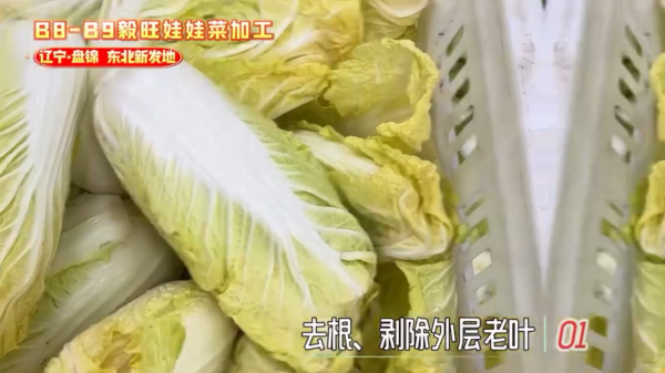娃娃菜到底怎么装袋?港人疑惑到像真空,揭秘包装过程全靠1招:血汗钱不好赚