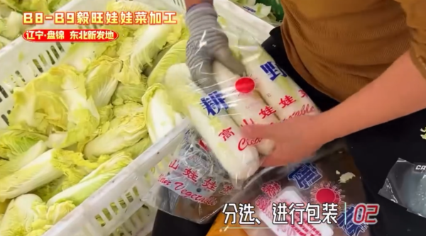 娃娃菜到底怎么装袋？港人疑惑到像真空，揭秘包装过程全靠1招：血汗钱不好赚
