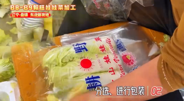 娃娃菜到底怎么装袋？港人疑惑到像真空，揭秘包装过程全靠1招：血汗钱不好赚