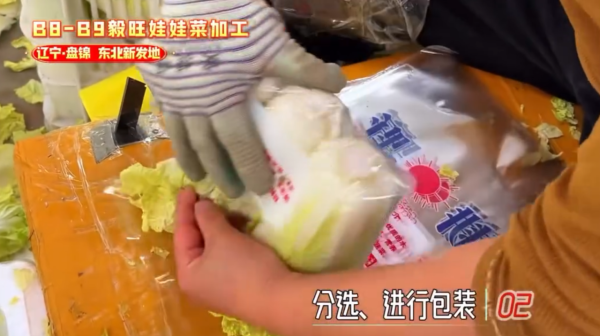 娃娃菜到底怎么装袋？港人疑惑到像真空，揭秘包装过程全靠1招：血汗钱不好赚