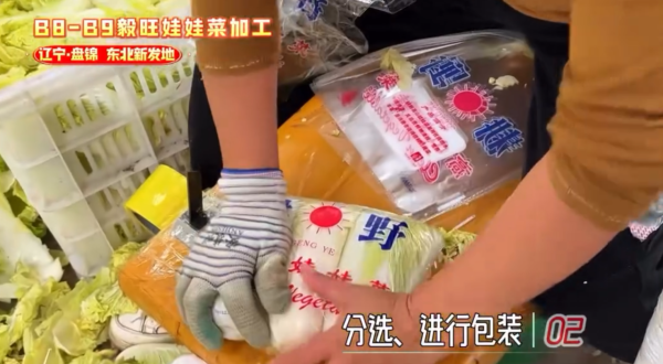 娃娃菜到底怎么装袋？港人疑惑到像真空，揭秘包装过程全靠1招：血汗钱不好赚