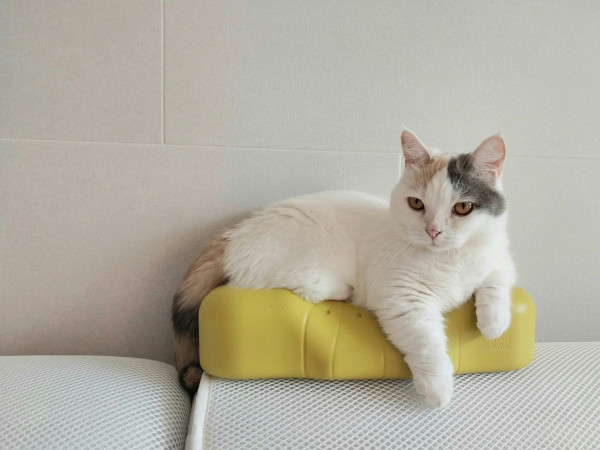 爱猫家庭必学9大除毛法(来源：Unsplash)