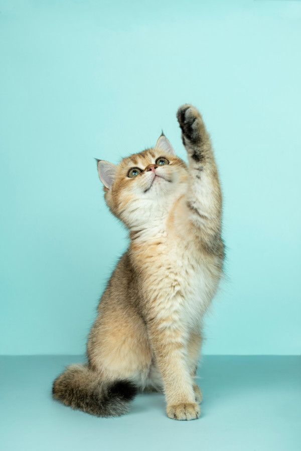 爱猫家庭必学9大除毛法(来源：Unsplash)