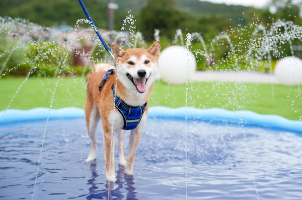 西沙GO PARK「GO Paw-Athlon」萌寵三項鐵人打卡賽︰萌寵激爽嬉水樂園（相片由相關機構提供）