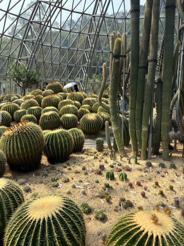 仙湖植物園(圖片來源:小紅書@小橙子🍊) 別只去商場打卡!2026深圳免費公園Top10榜單 日落海景/古風園林/親子放電全集(附地鐵交通)