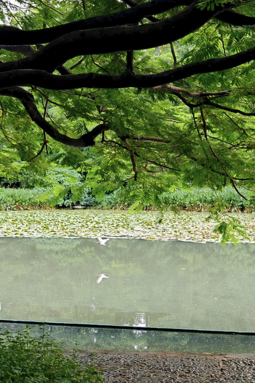 荔枝公園(圖片來源:小紅書@阿酸633) 別只去商場打卡!2026深圳免費公園Top10榜單 日落海景/古風園林/親子放電全集(附地鐵交通)