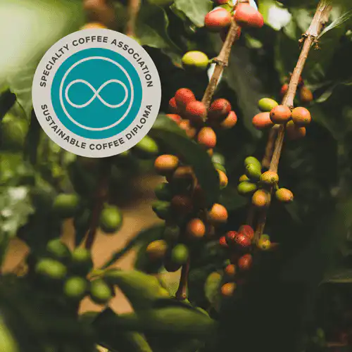 Reyach Coffee(圖片來源︰Reyach Coffee)